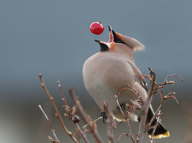 Bohemian-waxwing