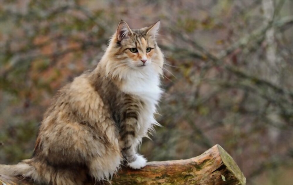 Norwegian Forest Cat