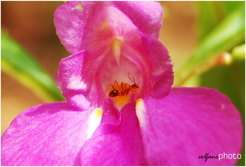 insect and flower