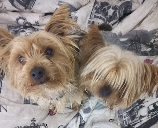Ava and Chase Yorkie pair