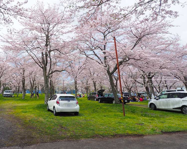 静岡 大石寺の桜はウワサ通りすごかった ひとり旅が好きな女のブログ