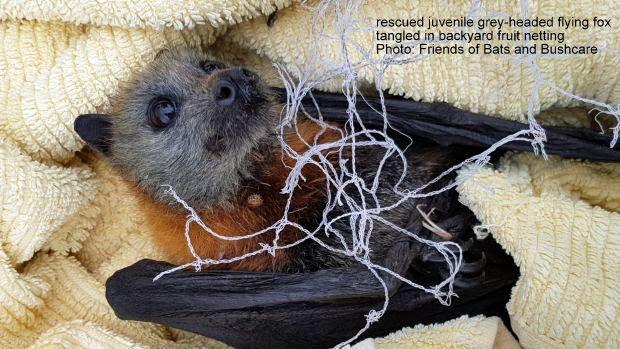 Netting | Backyard fruit tree nets pose deadly threat to bat species