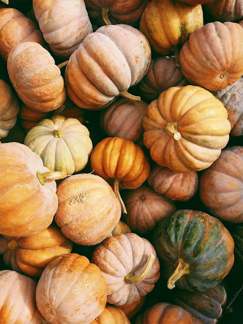 pumpkins of various sizes