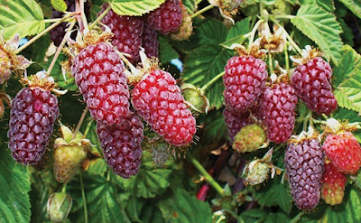 Loganberries Nutritional Profiles and Unique Benefits