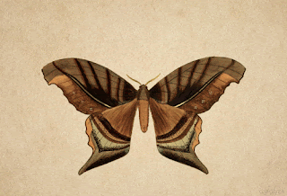 Gambar kupu kupu