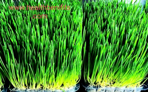 wheat grass benefits ayurveda