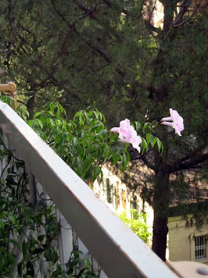 Balcony flowers