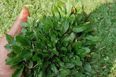 Rumput Gajah Untuk Makam