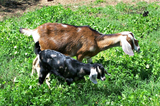 A brown and white spotted dairy doe and her black and white kid enjoying a field of clover.