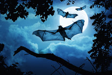 Silhouettes of bats flying through the trees against a blue sky