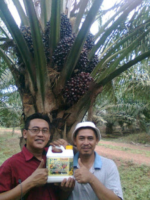 baja foliar ezigrow pekebun