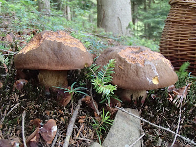 borowik ceglastopory Boletus luridoformis