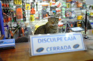 Cat working behind the counter in Puriscal.