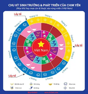 Chu kỳ sinh trưởng và phát triển của chim yến nuôi trong nhà tại Việt Nam.