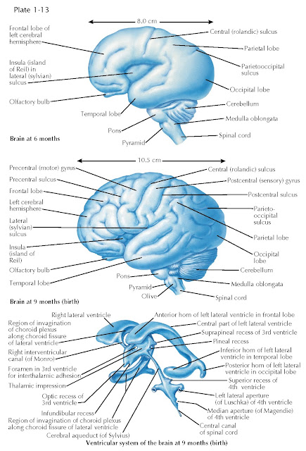 THE EXTERNAL DEVELOPMENT OF THE BRAIN IN THE SECOND AND THIRD TRIMESTERS