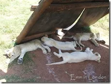 Dead cats