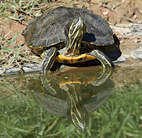 Tortuga de orejas rojas  (Trachemys scripta)