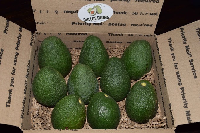 Duclos Farms Grows the Most Organic Avocados in California that are Loved by All