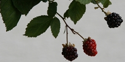 Blackberry Black Cascade berries