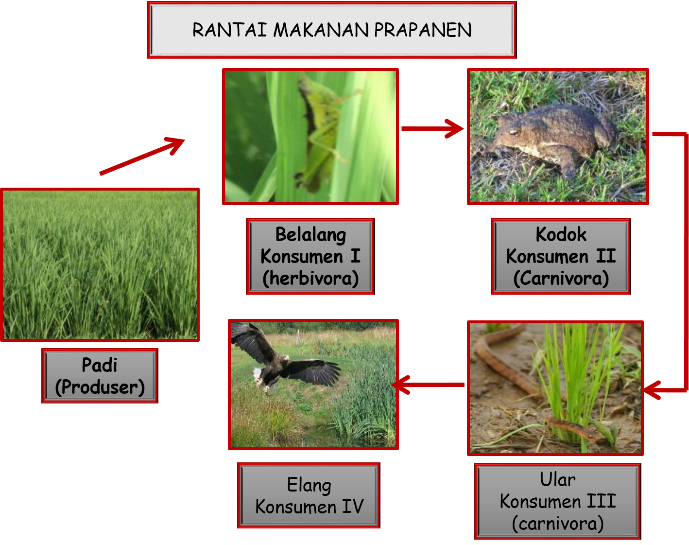 Contoh Ekosistem Dalam Ilmu Biologi - Contoh Aoi