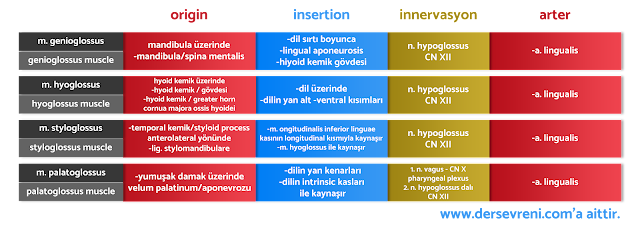 m. genioglossus  m. hyoglossus  m. styloglossus  m. palatoglossus m. longitudinalis superior linguae m. longitudinalis inferior linguae m. transversus linguae m. verticalis linguae