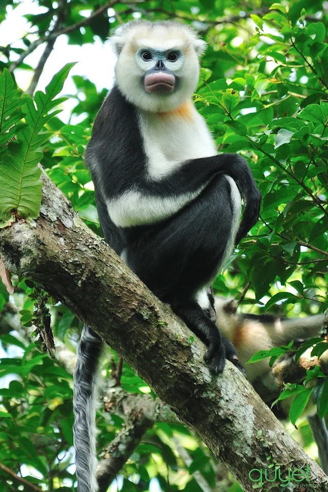 Os esforços para salvar o raro e incrível macaco-de-nariz-arrebitado-de-Tonkin 