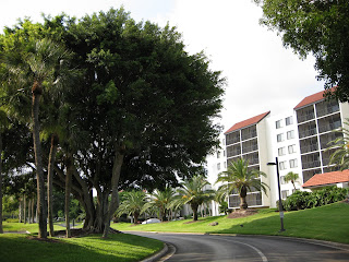 Banyan Trees at Seaplace, Longboat Key FL