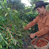 Propuesta rehabilitacion de la caficultura local.