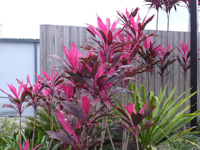 Cordyline fruticosa - Ti plant care and culture