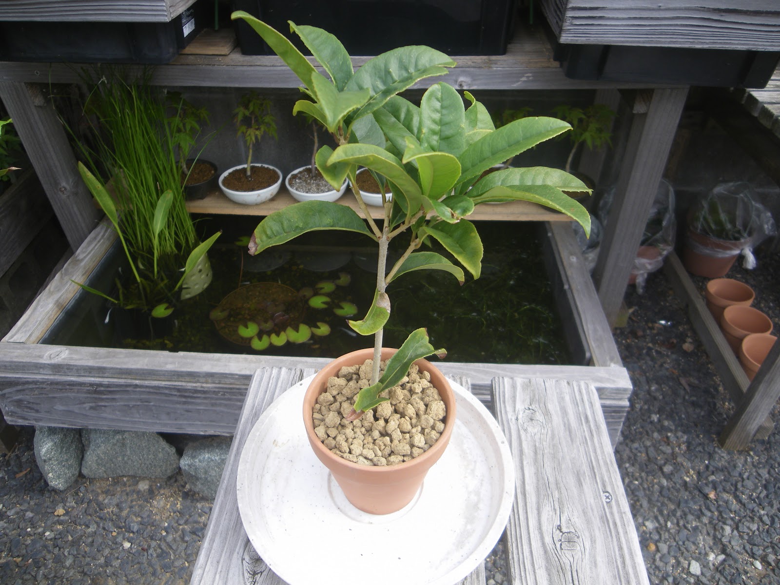 キンモクセイ 金木犀 を鉢植えで育てる 苗木の植え付け 育て方 メダカの大工