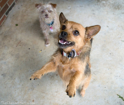 Jada and Stella & Chewy's