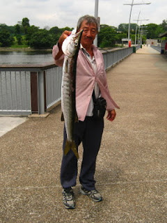 Yellowtail Barracuda [Sphyraena Flavicauda] also know as Saw Kun 沙君 [Hokkien] or Ikan Kacang [malay] weighing 3kg plus caught by Me at Woodland Jetty on 8th June 2013 using live Five-spot Herring or Assam fish (local), Selangat (malay) on float.