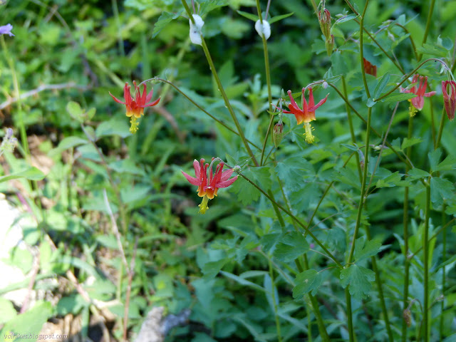 little red flowers