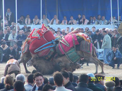 Camel Wrestling