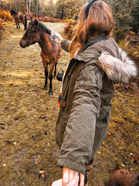 She's A Gentry, the New Forest