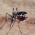 Profissionais de saúde alertam para ressurgimento do tipo 3 da dengue