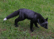 Black Wolf. Black Fox