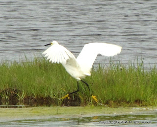 Snowy Egret