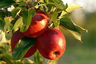 5 important secrets in apples - cured place