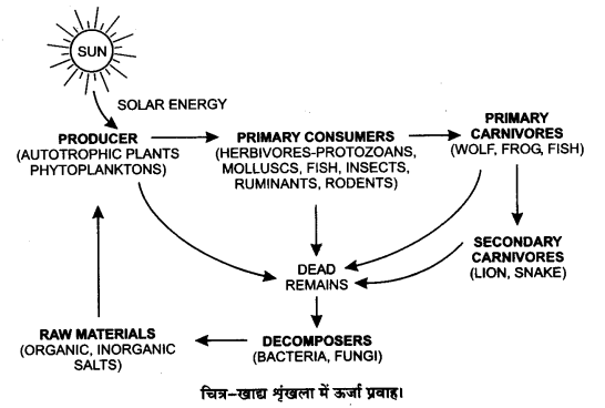 Solutions Class 12 जीव विज्ञान Chapter-14 (पारितन्त्र)