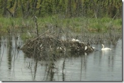 09 Swans and beaver lodge