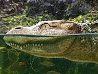 Extinct alligator species discovered in Thailand.