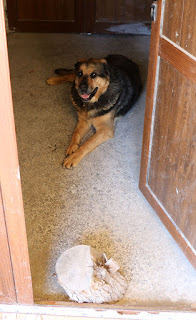 Rambo in the cool of the porch