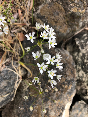 Allium subhirsutum