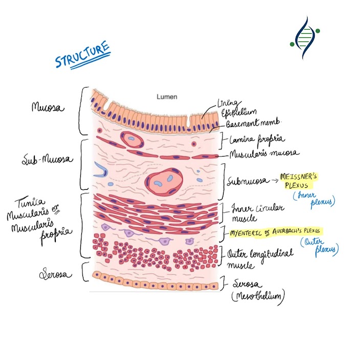 Structure of GastroIntestinal Tract