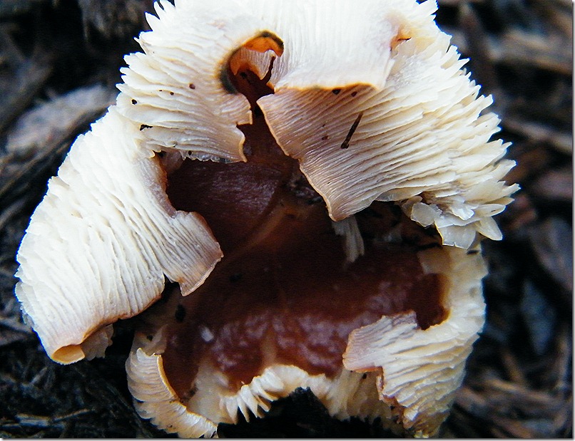 DSCF6865