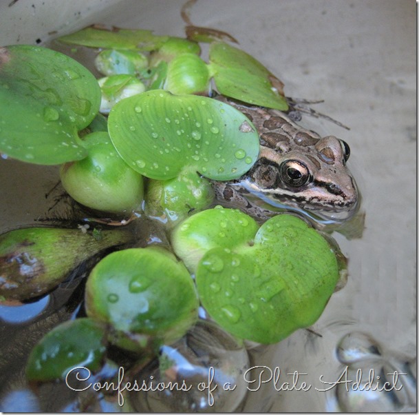 Froggie Froggie
