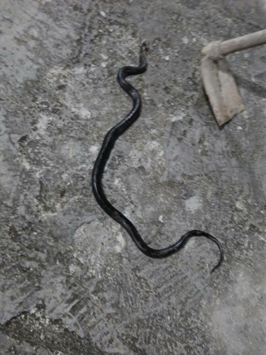 ''Kalau kena patuk ular, jangan tiru cerita Hindustan 