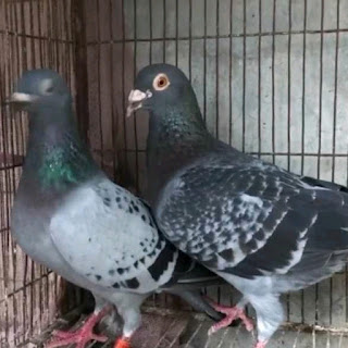 [কবুতর পালান]  কবুতরের টিকা দান কর্মসূচী ও রোগ। pigeons vaccination program and disease