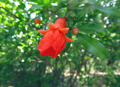 Annieinaustin,pomegranate flower, Mayfield Park